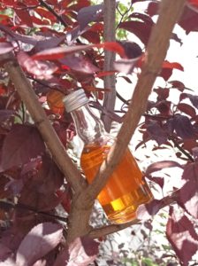potion du samourai, cerise